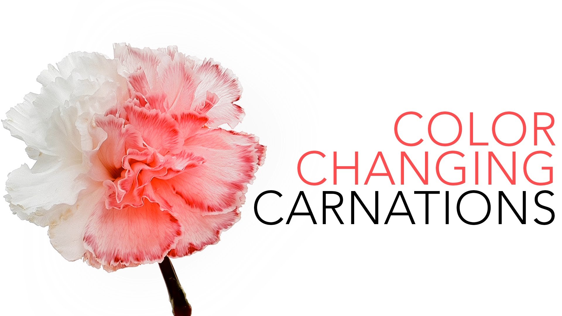 Carnation coloring #9, Download drawings