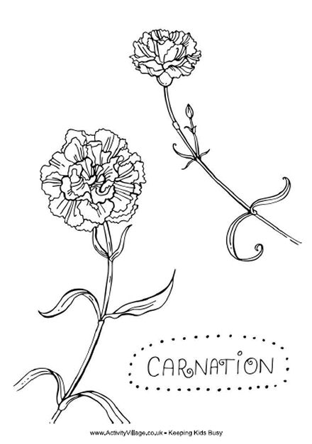 Carnation coloring #16, Download drawings
