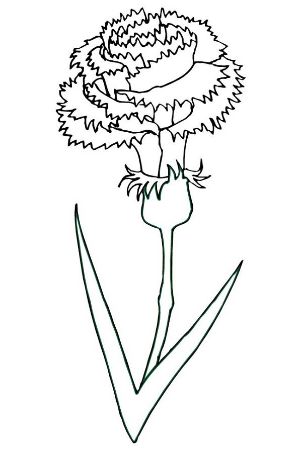 Carnation coloring #11, Download drawings