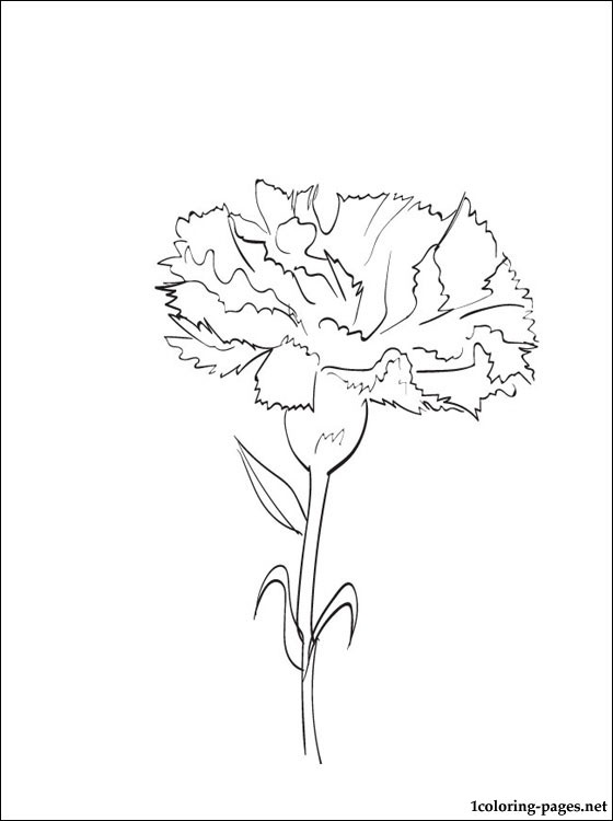 Carnation coloring #13, Download drawings