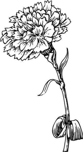 Carnation coloring #15, Download drawings