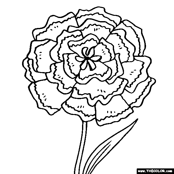 Carnation coloring #1, Download drawings