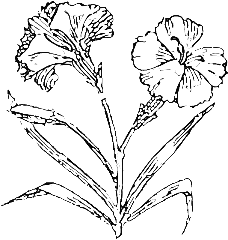 Carnation coloring #19, Download drawings