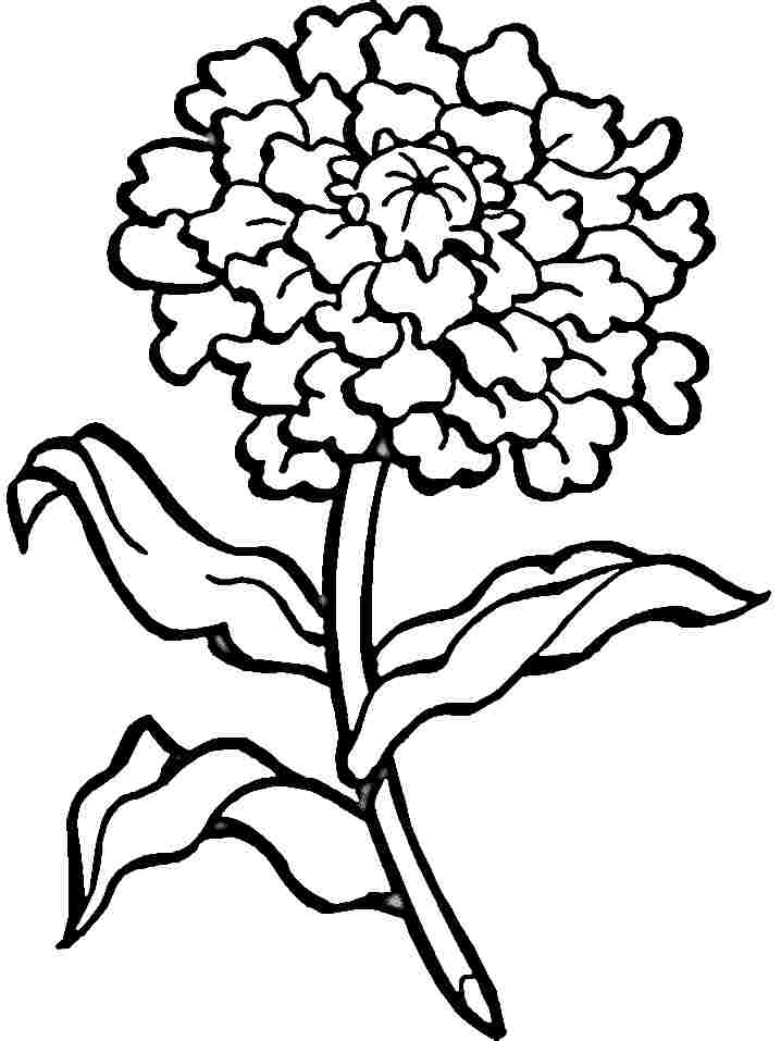Carnation coloring #5, Download drawings