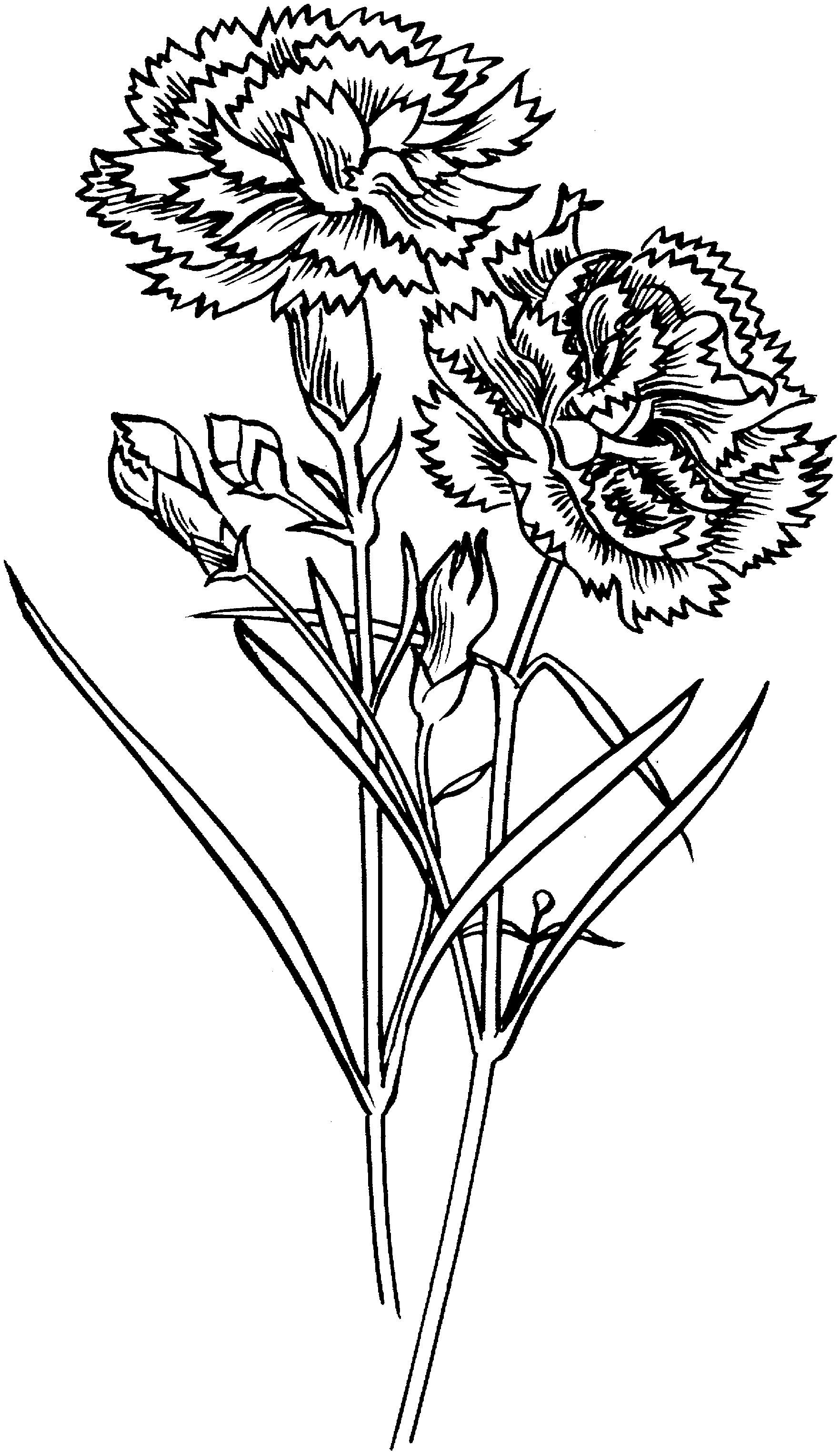 Carnation coloring #10, Download drawings