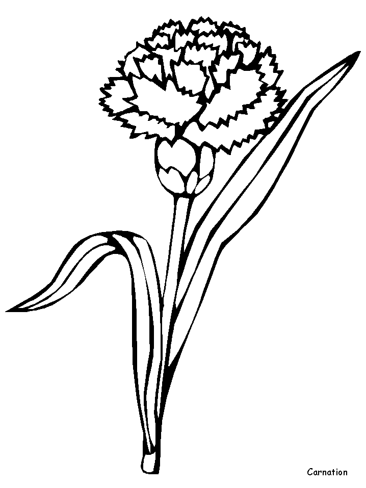 Carnation coloring #4, Download drawings