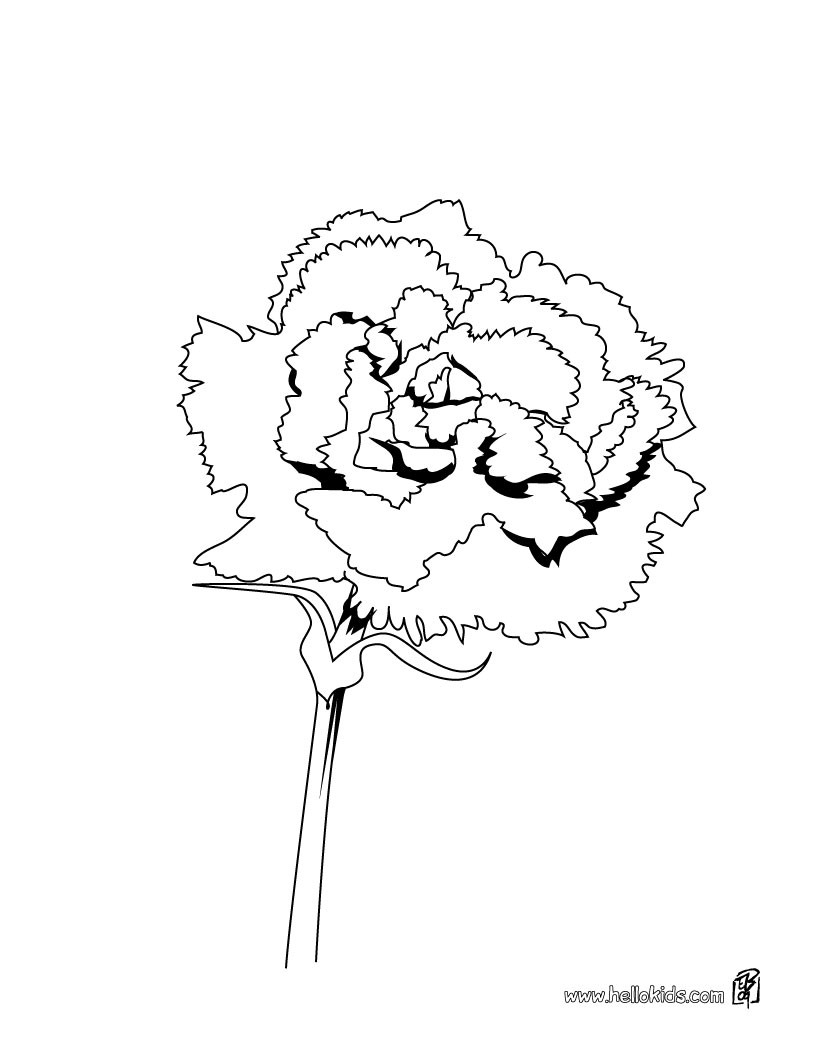 Carnation coloring #14, Download drawings