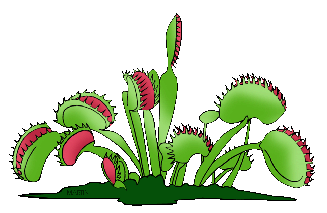 Carnivorous Plant clipart #5, Download drawings