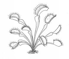 Carnivorous Plant coloring #19, Download drawings