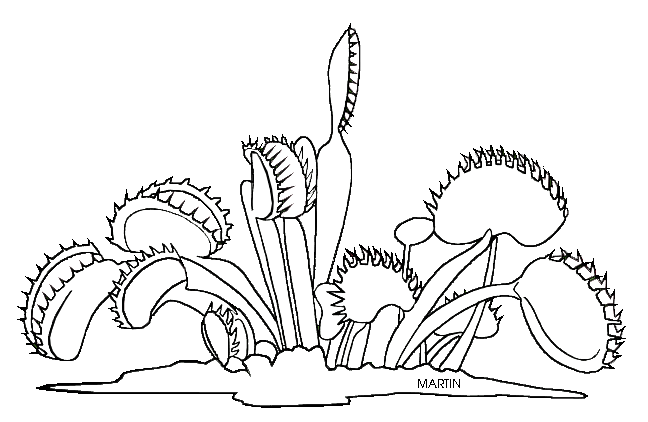 Carnivorous Plant coloring #16, Download drawings