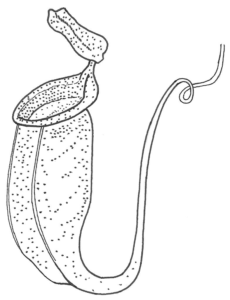 Carnivorous Plant coloring #11, Download drawings