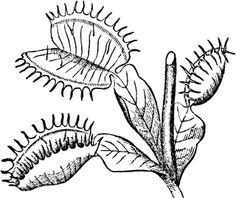 Carnivorous Plant coloring #5, Download drawings