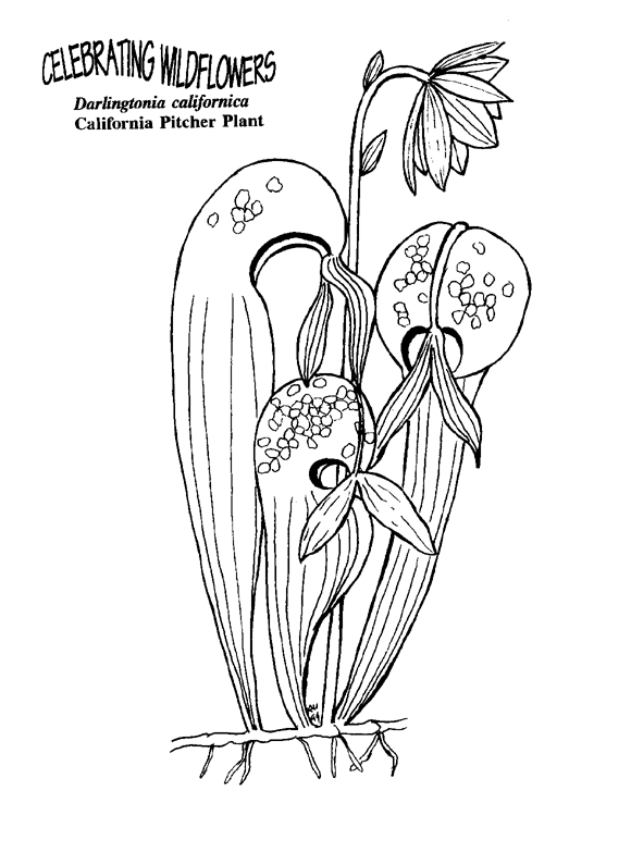 Carnivorous Plant coloring #3, Download drawings