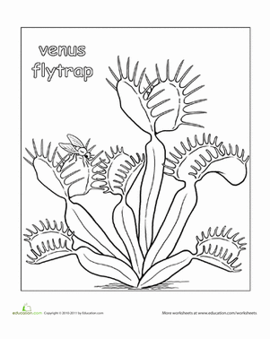 Carnivorous Plant coloring #18, Download drawings