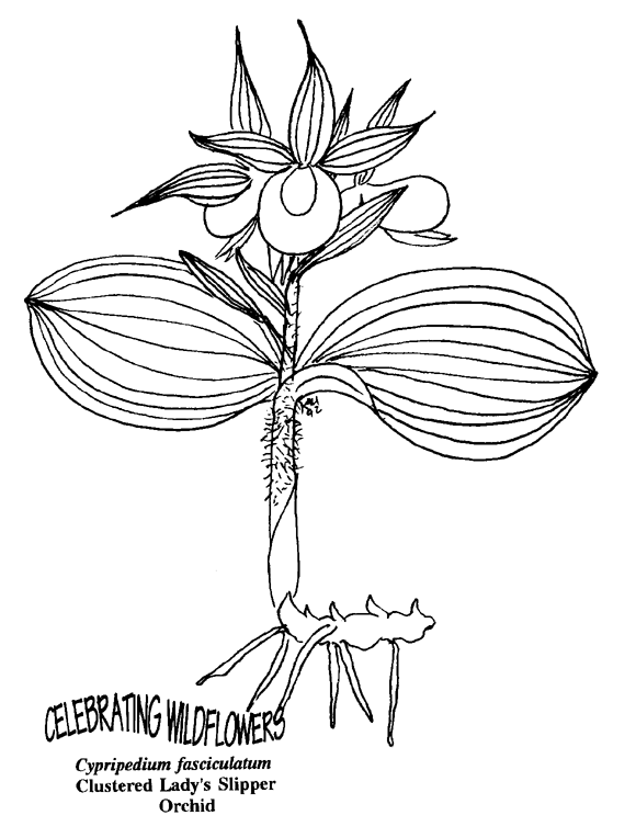 Carnivorous Plant coloring #2, Download drawings