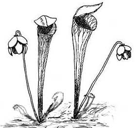 Carnivorous Plant coloring #14, Download drawings
