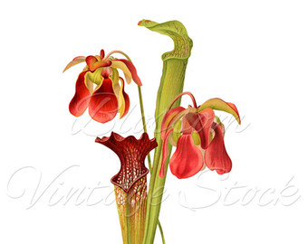 Carnivorous Plant svg #1, Download drawings