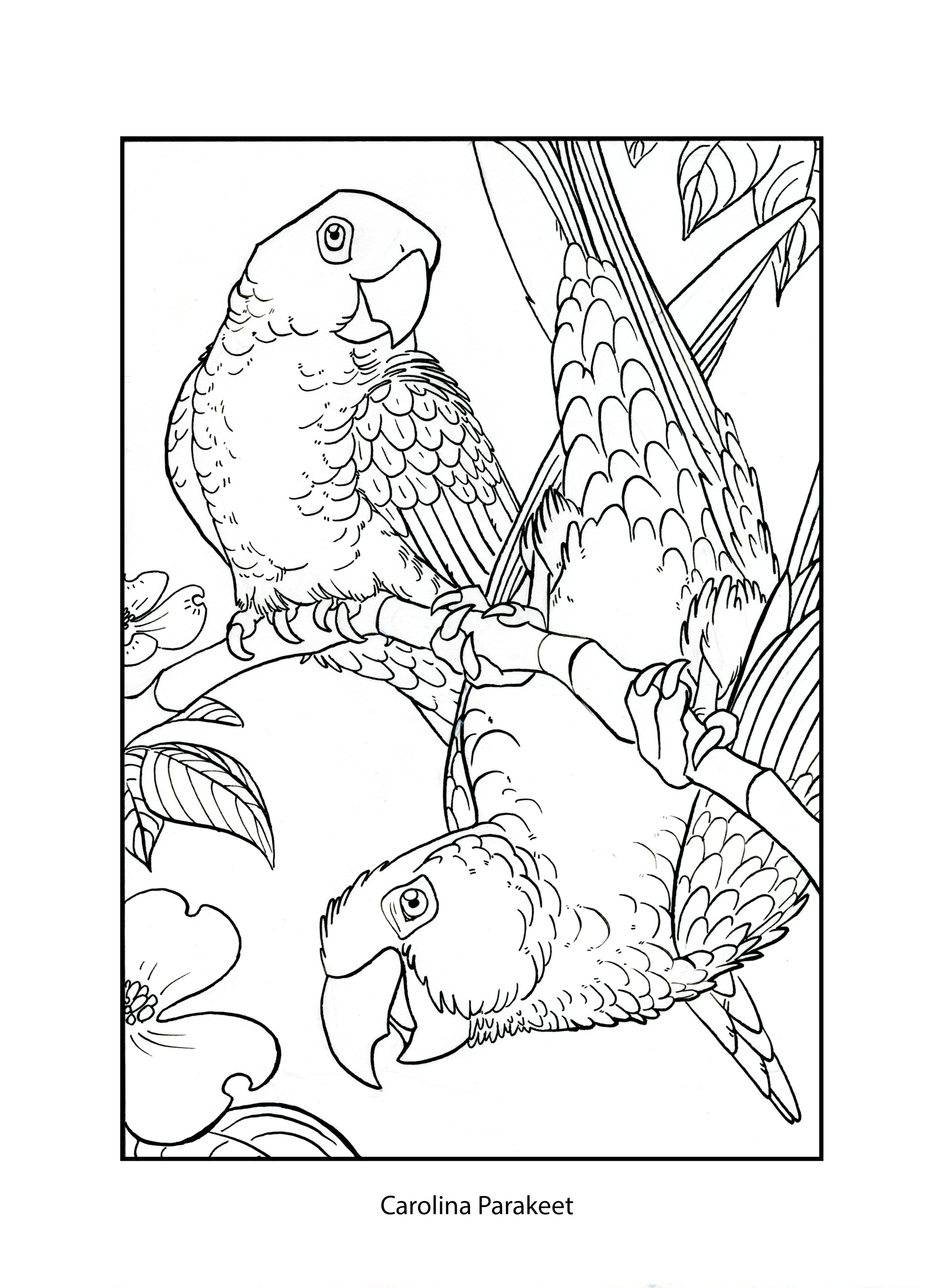 Carolina Parakeet coloring #1, Download drawings