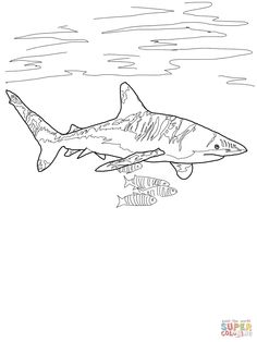 Carpenter Shark coloring #5, Download drawings