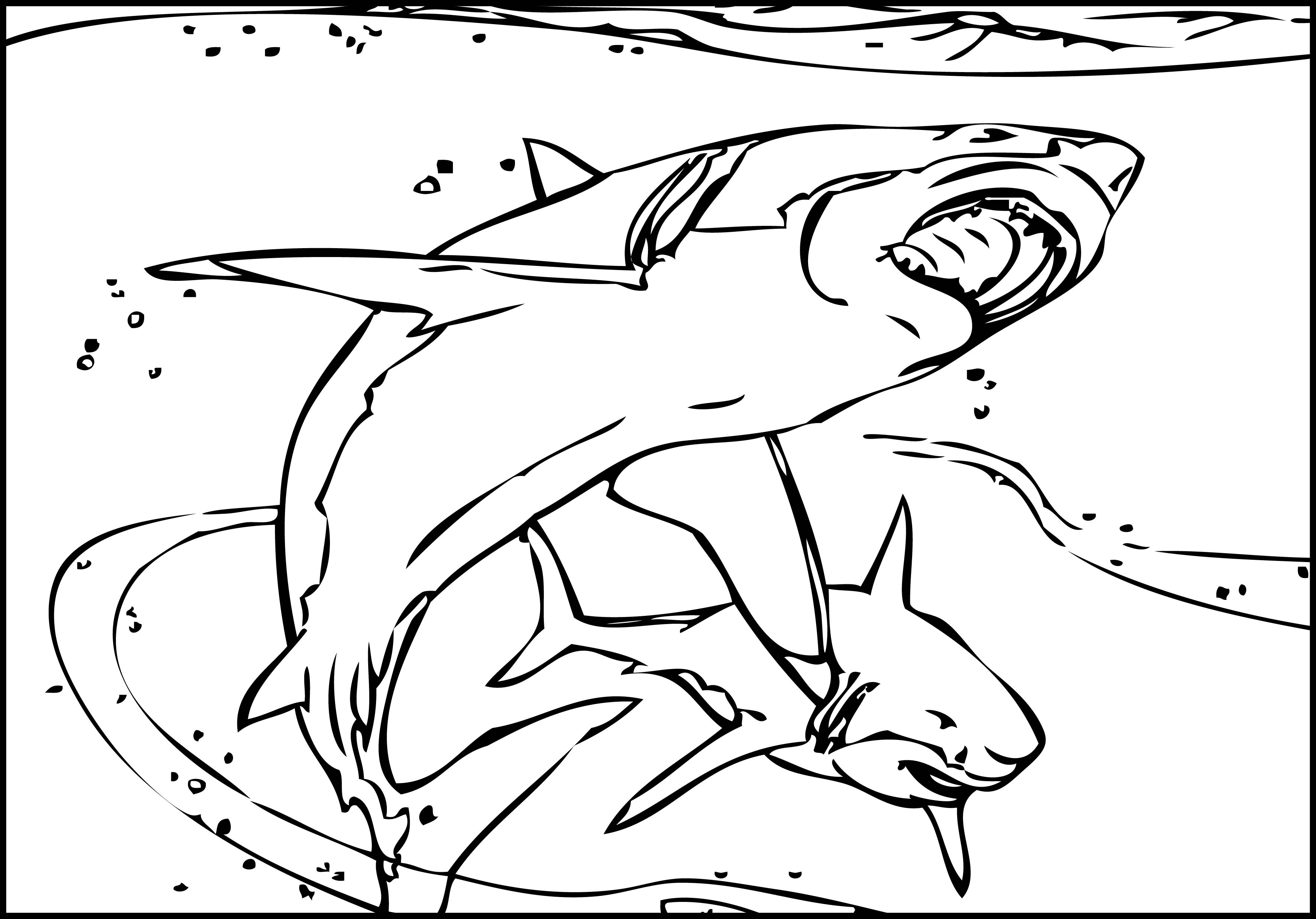Carpenter Shark coloring #1, Download drawings