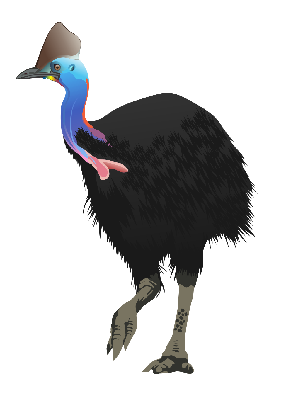 Cassowary clipart #20, Download drawings