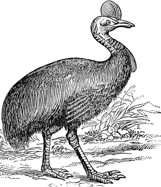 Cassowary clipart #8, Download drawings