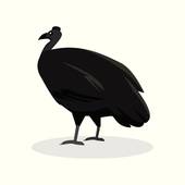 Cassowary clipart #17, Download drawings