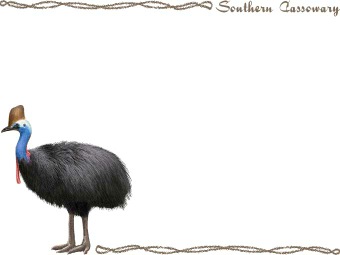 Cassowary clipart #6, Download drawings