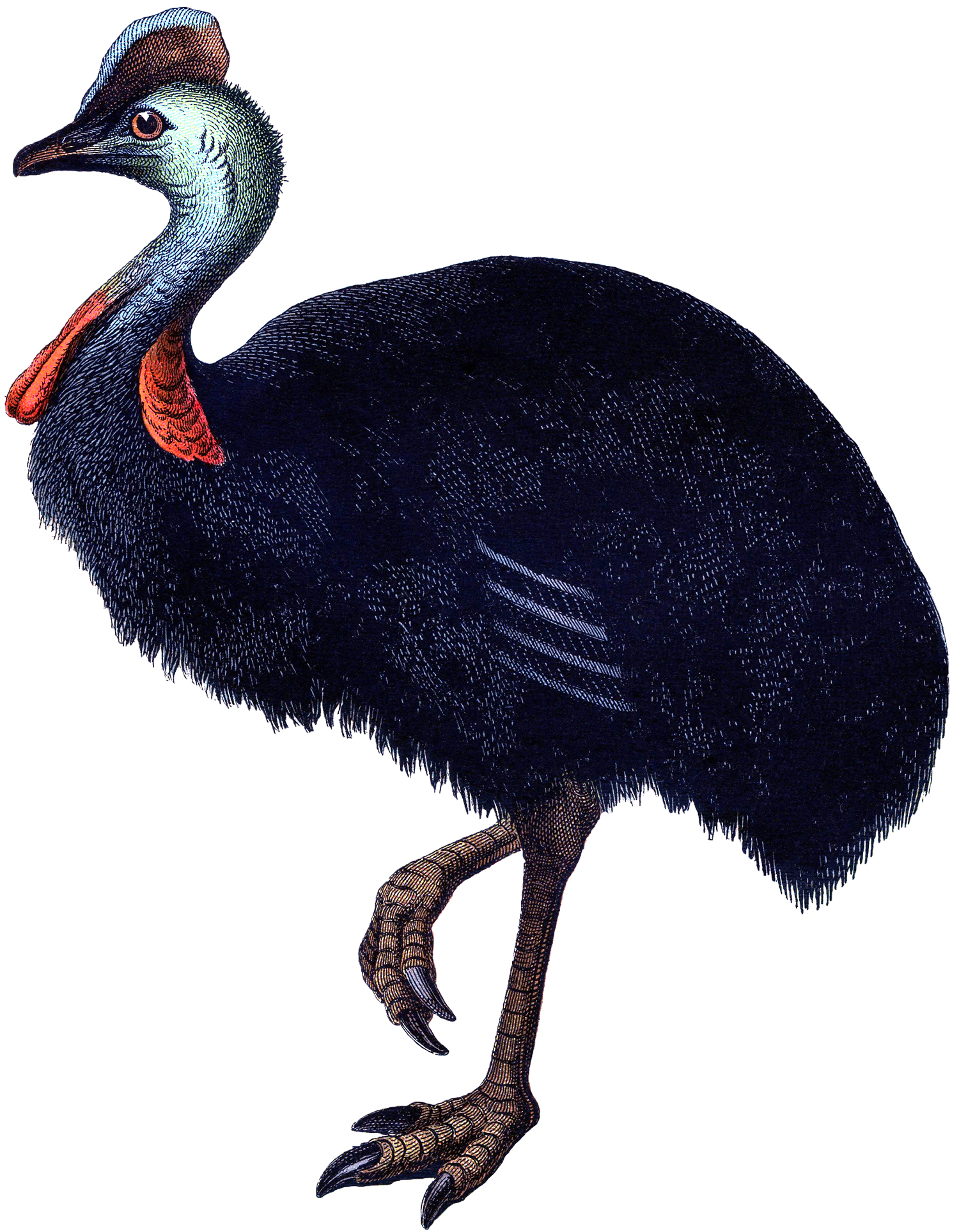 Cassowary clipart #2, Download drawings
