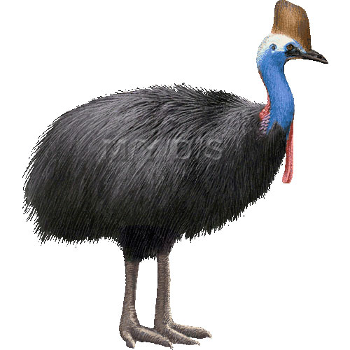Cassowary clipart #7, Download drawings