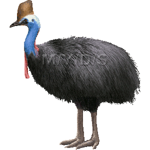 Cassowary clipart #9, Download drawings