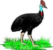 Cassowary clipart #19, Download drawings