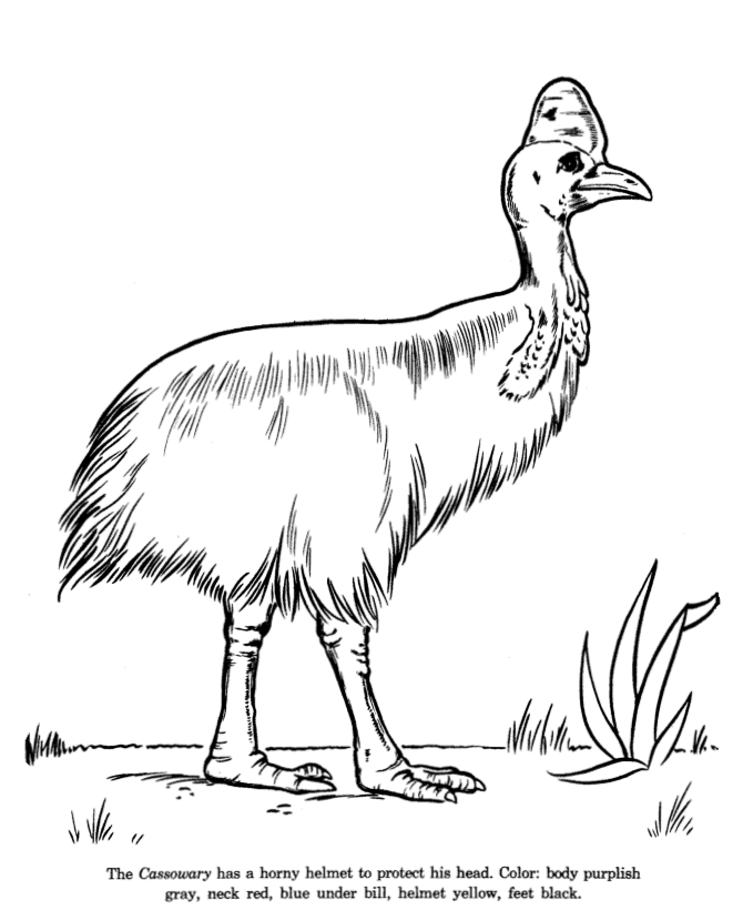 Cassowary coloring #20, Download drawings