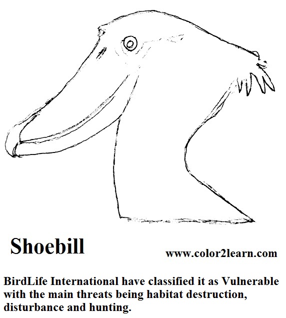 Shoebill coloring #20, Download drawings