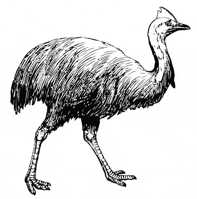 Cassowary coloring #10, Download drawings