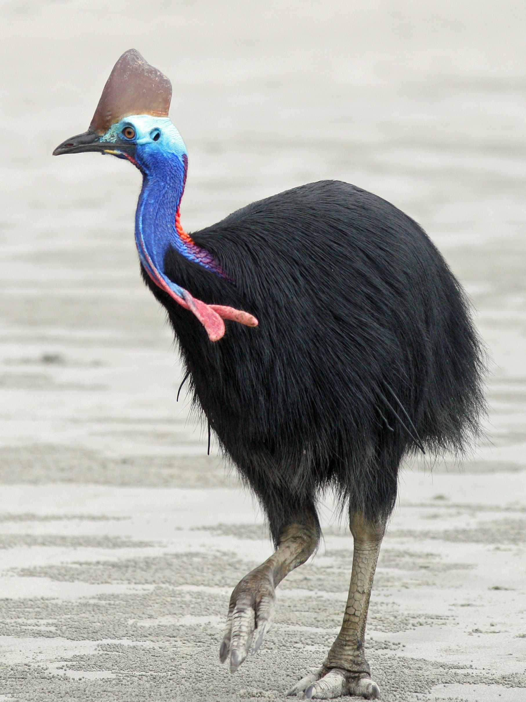 Cassowary svg #10, Download drawings