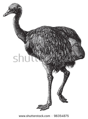 Cassowary svg #11, Download drawings