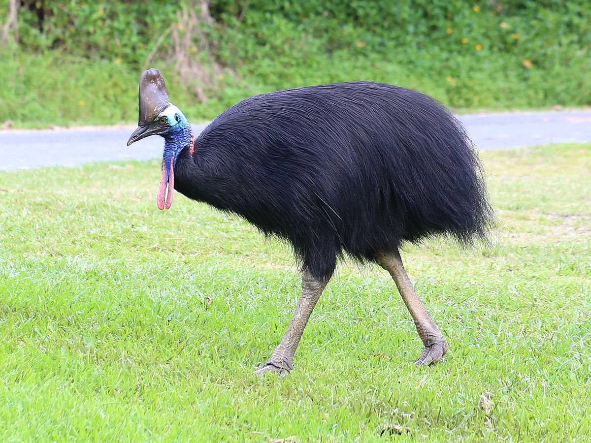Cassowary svg #16, Download drawings