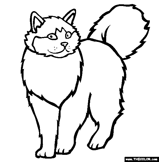 Persian Cat coloring #2, Download drawings