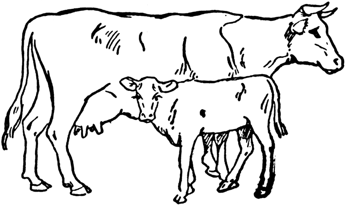 Cattle clipart #8, Download drawings