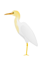 Cattle Egret clipart #3, Download drawings