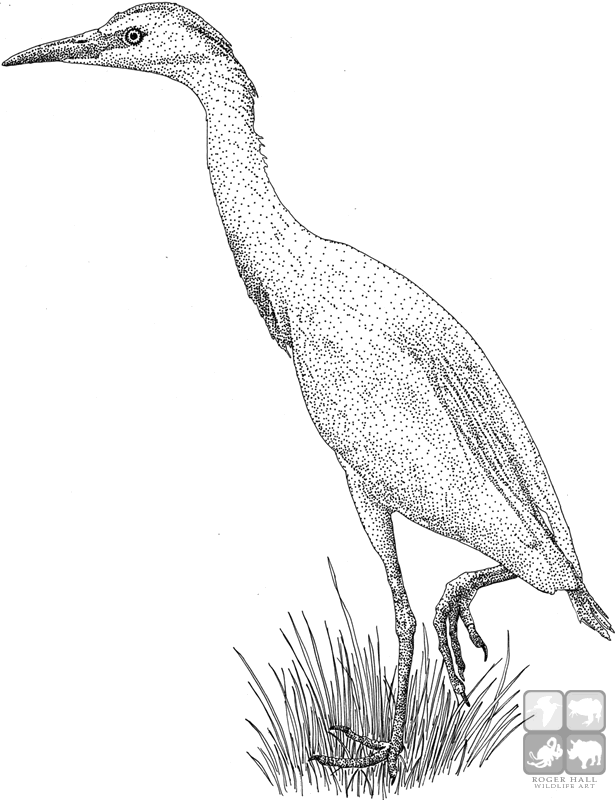Cattle Egret coloring #12, Download drawings