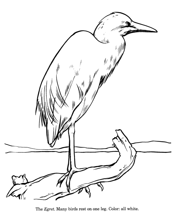 Great Egrets coloring #18, Download drawings
