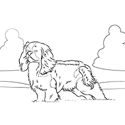 Cavalier King Charles coloring #18, Download drawings