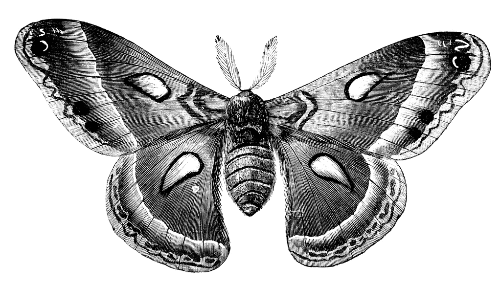Cecropia Moth clipart #14, Download drawings