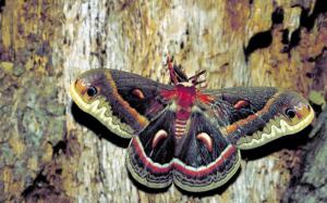 Cecropia Moth clipart #10, Download drawings