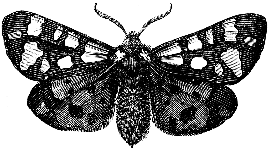 Moth clipart #20, Download drawings