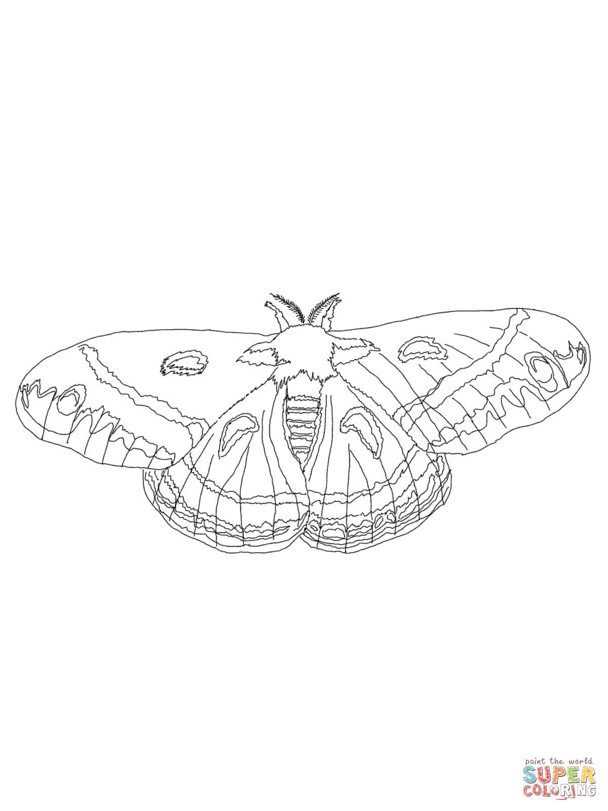Cecropia Moth coloring #14, Download drawings