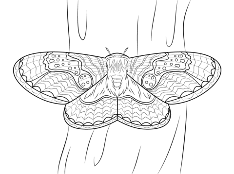 Cecropia Moth coloring #12, Download drawings