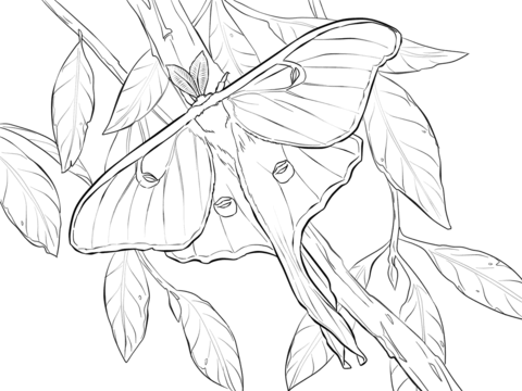 Cecropia Moth coloring #7, Download drawings